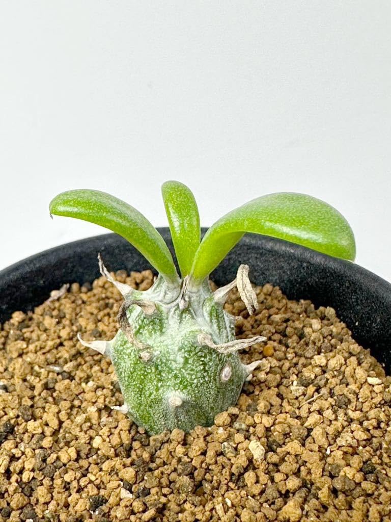 セネシオ　アーケリー　抜き苗 セネシオ アーケリー 抜き苗